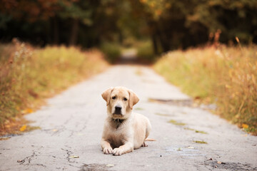 Labrador dog on the road in autumn forest