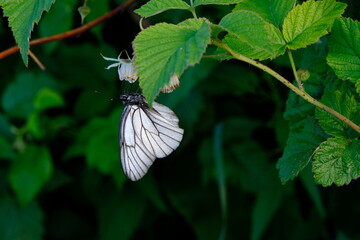 Butterfly sitting on a branch in the garden among the greenery. Hot summer, clear day.