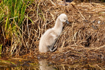 Black Swan in New Zealand