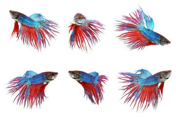 Set of siamese fighting fish, red and blue betta isolated on white background. Thai fighting fish
