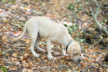 Labrador dog in the autumn nature