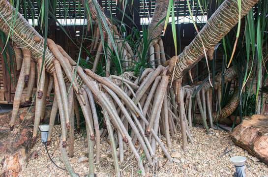 Clump and Aerial roots of Seashore Screwpine (Pandanus Odorifer) are growing in the tropical ornamental garden