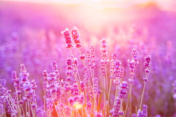Blooming violet lavender field on sunset sky.