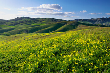 Flowering Rolling Hills Of A Sicily Landscape With Green Grass Fields In The Evening