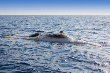 Dead whale upside down floating in ocean sea