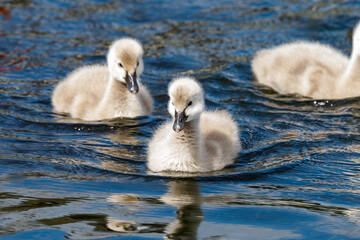 Black Swan in New Zealand