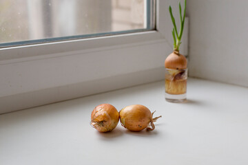 Growing onions on the window. Sprouted food concept