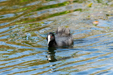 Eurasian Coot in New Zealand