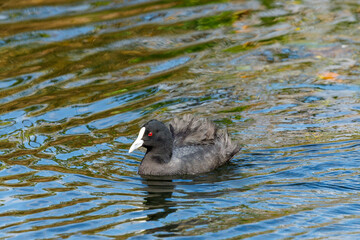 Eurasian Coot in New Zealand