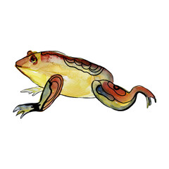 Watercolor colorful frog with black outline. Animal illustration.