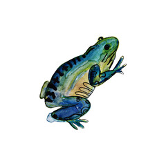 Fototapeta premium Watercolor colorful frog with black outline. Animal illustration.