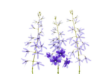 Violet flowers isolated on white background