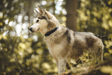 siberian husky dog standing looking to the side in a forest