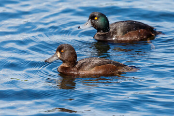Fototapeta premium New Zealand Scaup Endemic Duck