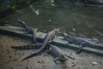 large crocodile resting inside the cage