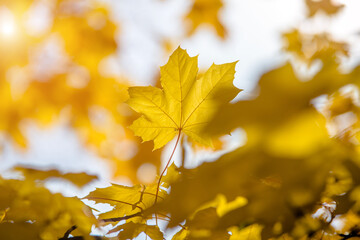 Autumn background-yellow maple leaves in the city Park
