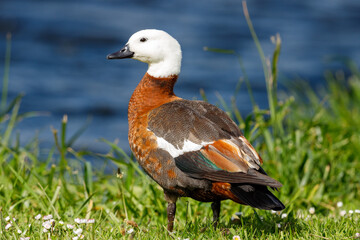 Paradise Shelduck in New Zealand