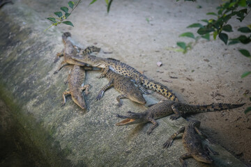 large crocodile resting inside the cage