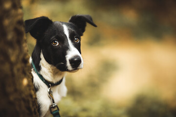 cute black and white border collie puppy close up head portrait in the forest