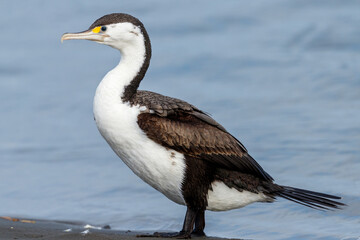 Pied Shag / Cormorant  in New Zealand