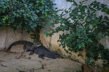 large crocodile resting inside the cage