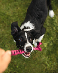 border collie puppy playing tug of war with a pink toy on green grass