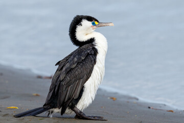 Pied Shag / Cormorant  in New Zealand