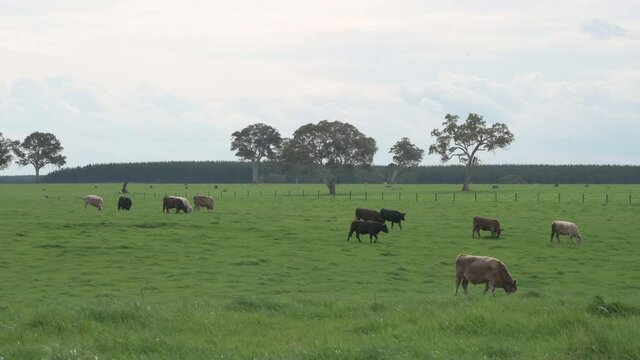 Murray grey and angus cattle grazing on pasture