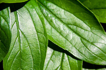Peony leaf close up. Contrast image. Detailed plant texture.
