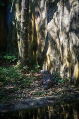 large crocodile resting inside the cage
