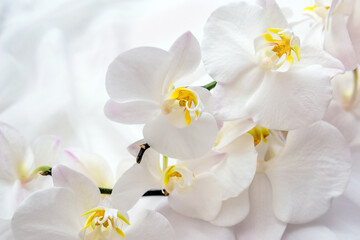 The branch of  white orchids on white fabric background
