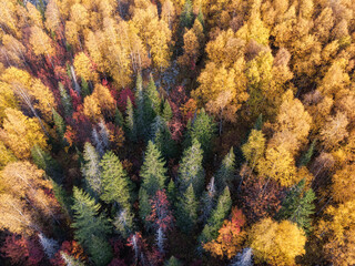 Colourful autumn colours in forest form above, captured with a drone