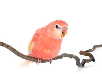 Bourke parrot