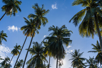 Fototapeta na wymiar Bottom up view of a coconut trees against blue sky on a sunny morning