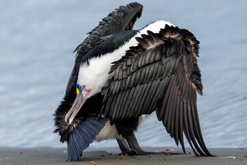 Pied Shag / Cormorant  in New Zealand