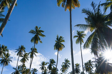 Obraz premium Bottom up view of a coconut trees against blue sky on a sunny morning