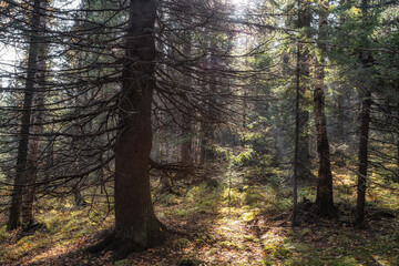 Natural Forest of Spruce Trees, Sunbeams through Fog create mystic Atmosphere