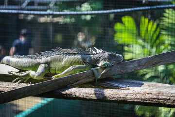 Iguana inside a cage