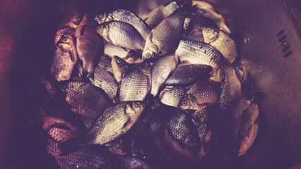 A pile of dead crucian carp in the sink. Cooking fish