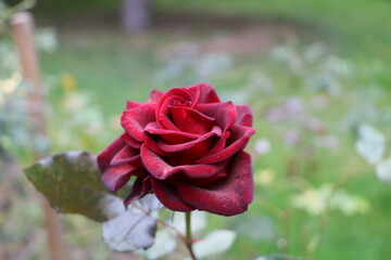 Москва в октябре