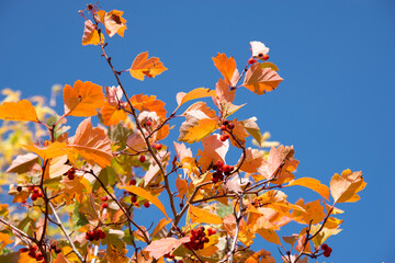 Branches with red-orange leaves and Rowan berries against the blue sky in autumn