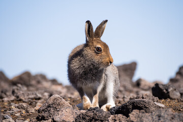 Naklejka na ściany i meble The European hare (Lepus europaeus) standing on the mowed meadow.