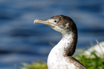 Pied Shag / Cormorant  in New Zealand