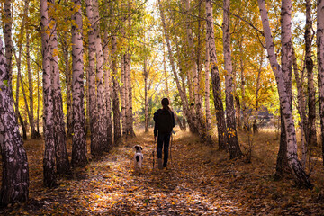 The figure of a girl with a backpack and a dog go along a birch alley in autumn. The view from the back