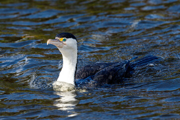 Fototapeta premium Pied Shag / Cormorant in New Zealand