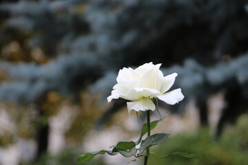 Москва в октябре