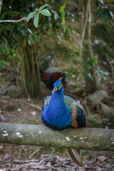 Fototapeta premium Peacock at a zoo