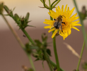 Bumblebee on a yellow flower.