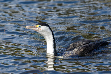 Pied Shag / Cormorant  in New Zealand