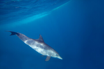 Wild Dolphins